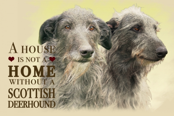 Nostalgieschild - Hundeschild im Retrostil Motiv: Scottish Deerhound #1